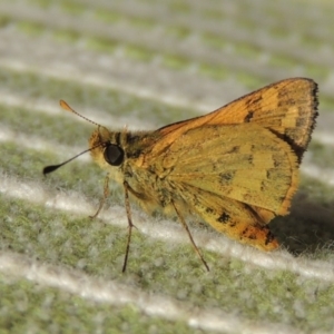 Ocybadistes walkeri at Conder, ACT - 14 Apr 2014