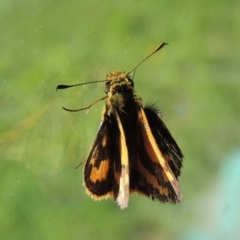 Ocybadistes walkeri at Conder, ACT - 14 Apr 2014