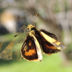 Ocybadistes walkeri at Conder, ACT - 14 Apr 2014