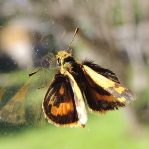 Ocybadistes walkeri at Conder, ACT - 14 Apr 2014