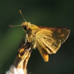 Ocybadistes walkeri (Green Grass-dart) at Conder, ACT - 8 Feb 2015 by MichaelBedingfield