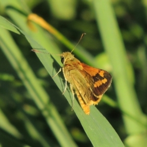 Ocybadistes walkeri at Conder, ACT - 8 Feb 2015 06:53 PM