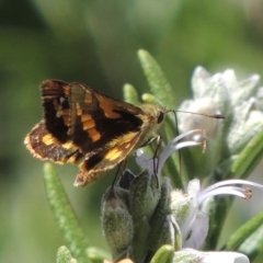 Ocybadistes walkeri at Conder, ACT - 8 Feb 2015 06:53 PM