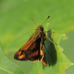 Ocybadistes walkeri at Conder, ACT - 23 Feb 2016