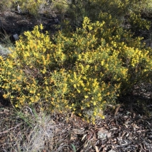 Acacia lanigera var. lanigera at Cook, ACT - 18 Aug 2017 12:00 AM