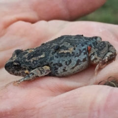 Uperoleia laevigata (Smooth Toadlet) at Googong, NSW - 29 Aug 2017 by Wandiyali