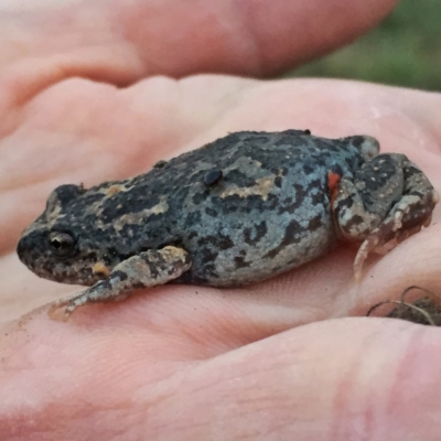 Uperoleia laevigata (Smooth Toadlet) at Wandiyali-Environa Conservation Area - 29 Aug 2017 by Wandiyali