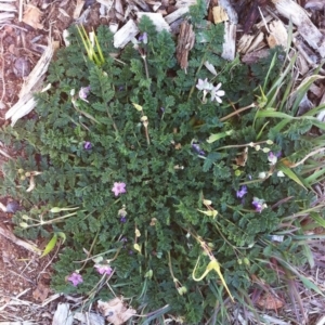 Erodium cicutarium at Hughes, ACT - 29 Aug 2017