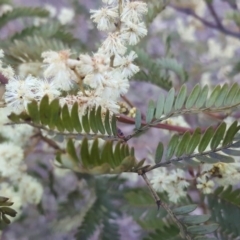 Acacia terminalis at Wanniassa Hill - 29 Aug 2017