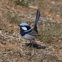 Malurus cyaneus (Superb Fairywren) at Belconnen, ACT - 29 Aug 2017 by AlisonMilton