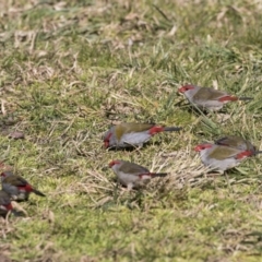 Neochmia temporalis (Red-browed Finch) at Belconnen, ACT - 29 Aug 2017 by AlisonMilton