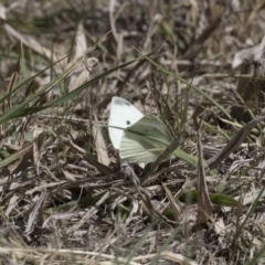 Pieris rapae (Cabbage White) at Belconnen, ACT - 29 Aug 2017 by Alison Milton