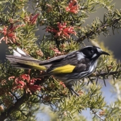 Phylidonyris novaehollandiae (New Holland Honeyeater) at Belconnen, ACT - 29 Aug 2017 by AlisonMilton