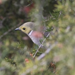 Ptilotula penicillata (White-plumed Honeyeater) at Belconnen, ACT - 29 Aug 2017 by AlisonMilton