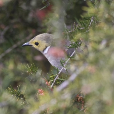 Ptilotula penicillata (White-plumed Honeyeater) at Belconnen, ACT - 29 Aug 2017 by Alison Milton