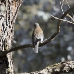 Colluricincla harmonica (Grey Shrikethrush) at Belconnen, ACT - 29 Aug 2017 by Alison Milton