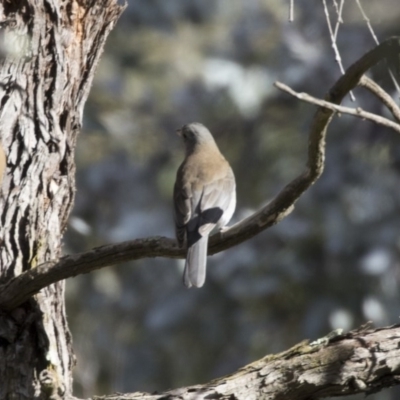 Colluricincla harmonica (Grey Shrikethrush) at Belconnen, ACT - 29 Aug 2017 by AlisonMilton