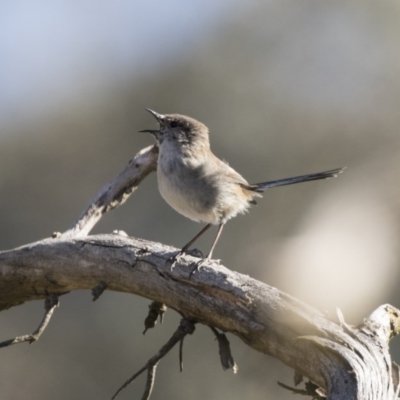 Malurus cyaneus (Superb Fairywren) at Belconnen, ACT - 29 Aug 2017 by AlisonMilton