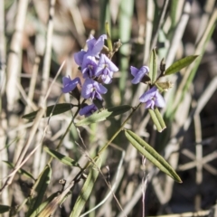 Hovea heterophylla (Common Hovea) at Lake Ginninderra - 29 Aug 2017 by AlisonMilton