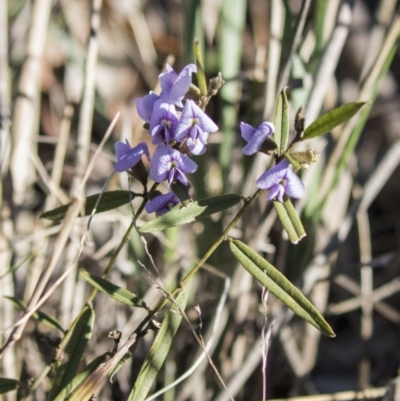 Hovea heterophylla (Common Hovea) at Belconnen, ACT - 29 Aug 2017 by AlisonMilton