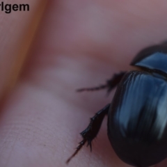 Heteronychus arator (African black beetle) at Narrabundah, ACT - 8 Mar 2017 by Cowgirlgem