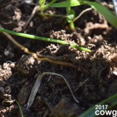 Geophilomorpha sp. (order) (Earth or soil centipede) at Narrabundah, ACT - 3 May 2017 by Cowgirlgem