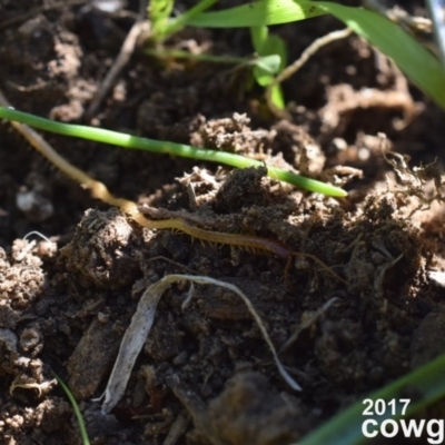 Geophilomorpha sp. (order) (Earth or soil centipede) at Narrabundah, ACT - 2 May 2017 by Cowgirlgem