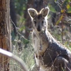 Osphranter robustus robustus (Eastern Wallaroo) at Red Hill, ACT - 29 Aug 2017 by roymcd