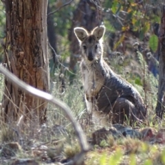 Osphranter robustus at Red Hill, ACT - 29 Aug 2017