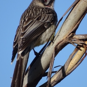 Anthochaera carunculata at Red Hill, ACT - 29 Aug 2017