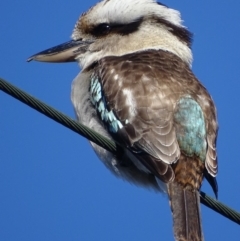 Dacelo novaeguineae (Laughing Kookaburra) at Deakin, ACT - 29 Aug 2017 by roymcd