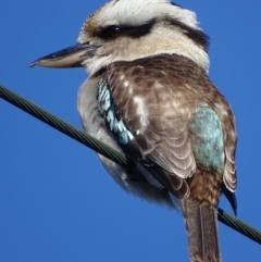 Dacelo novaeguineae (Laughing Kookaburra) at Deakin, ACT - 28 Aug 2017 by roymcd