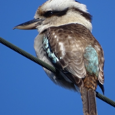 Dacelo novaeguineae (Laughing Kookaburra) at Deakin, ACT - 28 Aug 2017 by roymcd