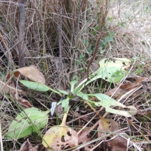 Plantago major at Paddys River, ACT - 8 Jul 2017