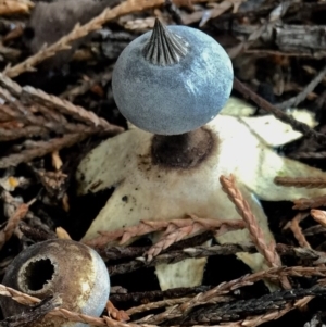 Geastrum tenuipes at Burra, NSW - 8 Jul 2017