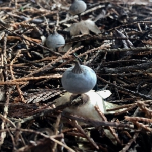 Geastrum tenuipes at Burra, NSW - 8 Jul 2017