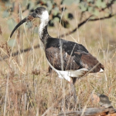 Threskiornis spinicollis (Straw-necked Ibis) at Duffy, ACT - 29 Aug 2017 by JohnBundock