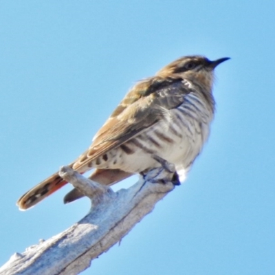 Chrysococcyx basalis (Horsfield's Bronze-Cuckoo) at Stromlo, ACT - 30 Aug 2017 by JohnBundock