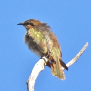 Chrysococcyx basalis at Stromlo, ACT - 30 Aug 2017