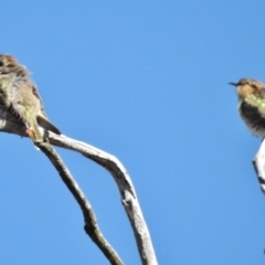 Chrysococcyx basalis at Stromlo, ACT - 30 Aug 2017