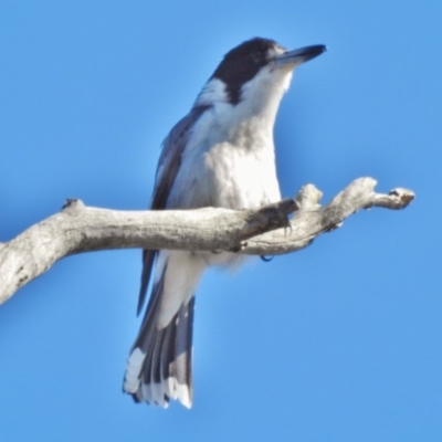 Cracticus torquatus (Grey Butcherbird) at Stromlo, ACT - 30 Aug 2017 by JohnBundock