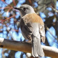 Colluricincla harmonica (Grey Shrikethrush) at Paddys River, ACT - 30 Aug 2017 by JohnBundock