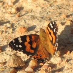 Vanessa kershawi (Australian Painted Lady) at Greenway, ACT - 9 Mar 2015 by michaelb