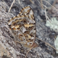 Vanessa kershawi (Australian Painted Lady) at Tharwa, ACT - 9 Mar 2014 by michaelb