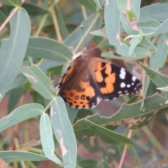 Vanessa kershawi at Tharwa, ACT - 9 Mar 2014