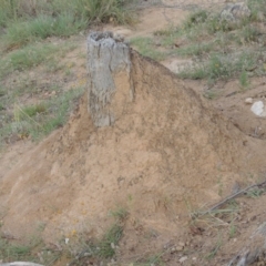 Nasutitermes sp. (genus) (Snouted termite, Gluegun termite) at Tennent, ACT - 8 Dec 2013 by michaelb