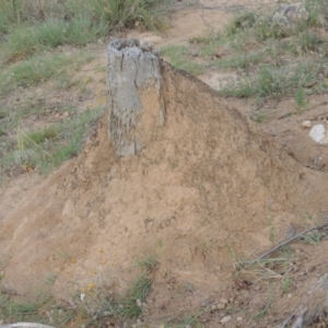 Nasutitermes sp. (genus) at Tennent, ACT - suppressed