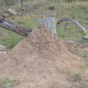 Nasutitermes sp. (genus) at Tennent, ACT - suppressed