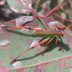 Phaneropterinae (subfamily) (Leaf Katydid, Bush Katydid) at Tuggeranong Hill - 17 Nov 2014 by michaelb