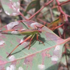 Phaneropterinae (subfamily) at Conder, ACT - 17 Nov 2014 02:22 PM